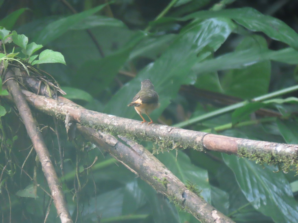 Buff-rumped Warbler - ML641456467