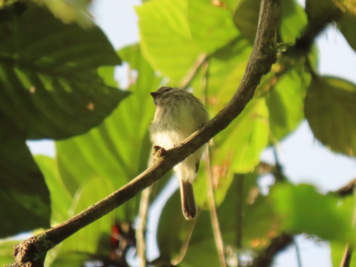 Mouse-gray Flycatcher - ML641456510