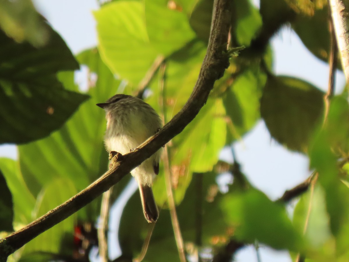 Mouse-gray Flycatcher - ML641456511