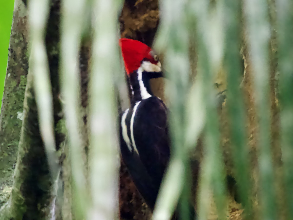 Crimson-crested Woodpecker - ML641456520