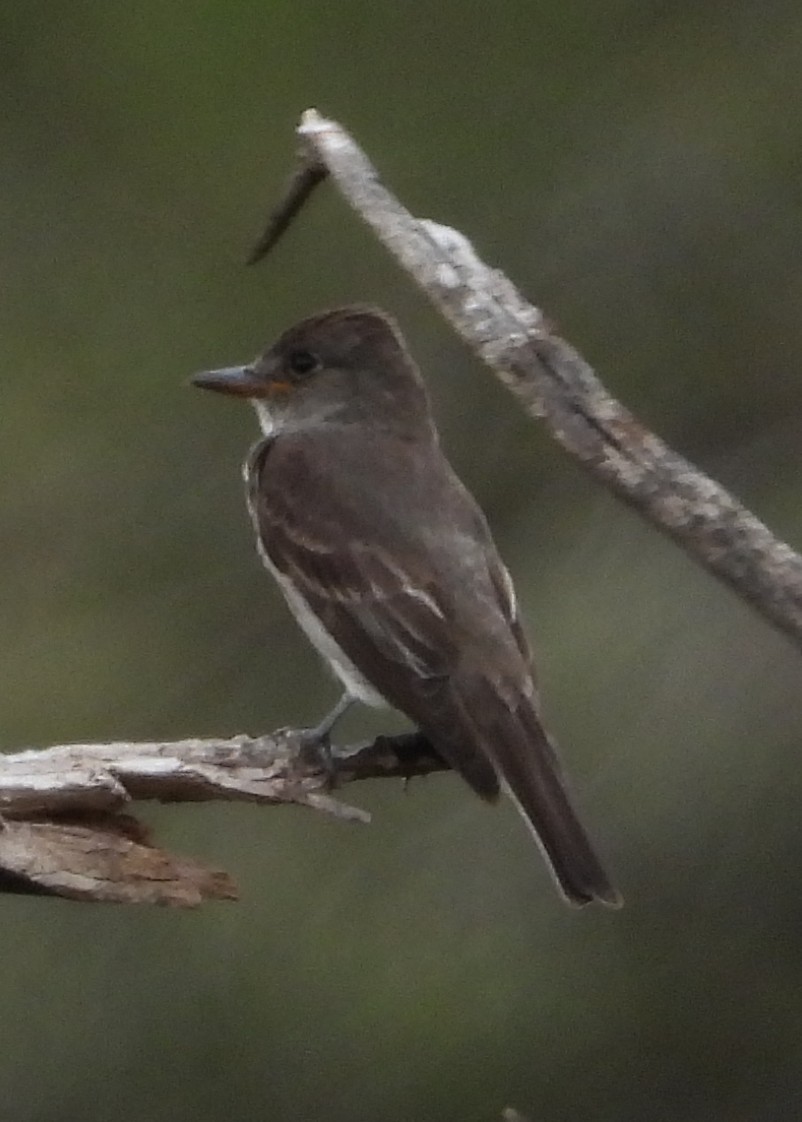 Pibí Boreal - ML641456548
