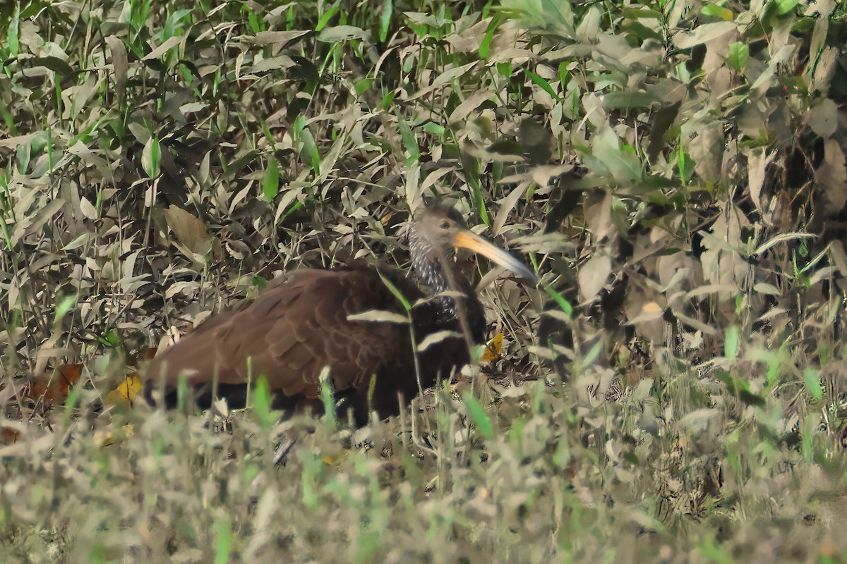 Limpkin - ML641456556