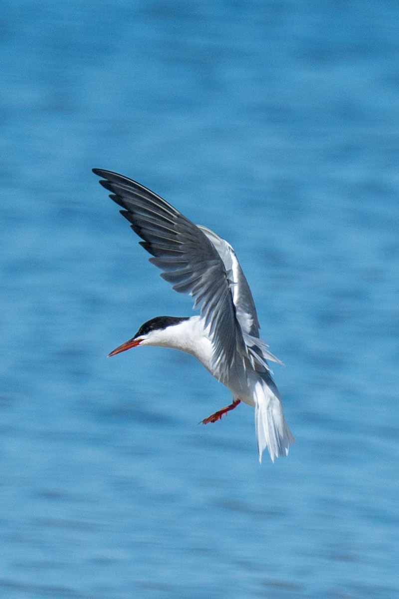 Common Tern (hirundo/tibetana) - ML641456558