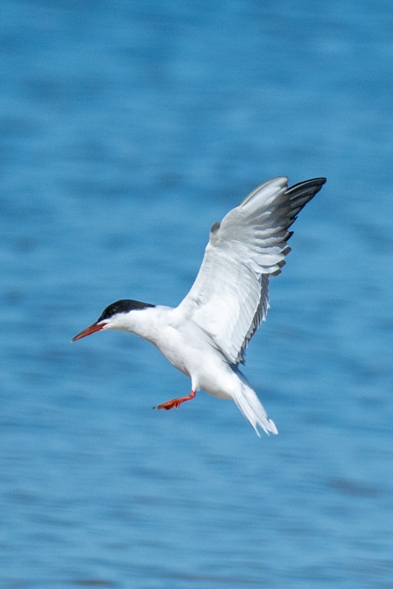 Common Tern (hirundo/tibetana) - ML641456559