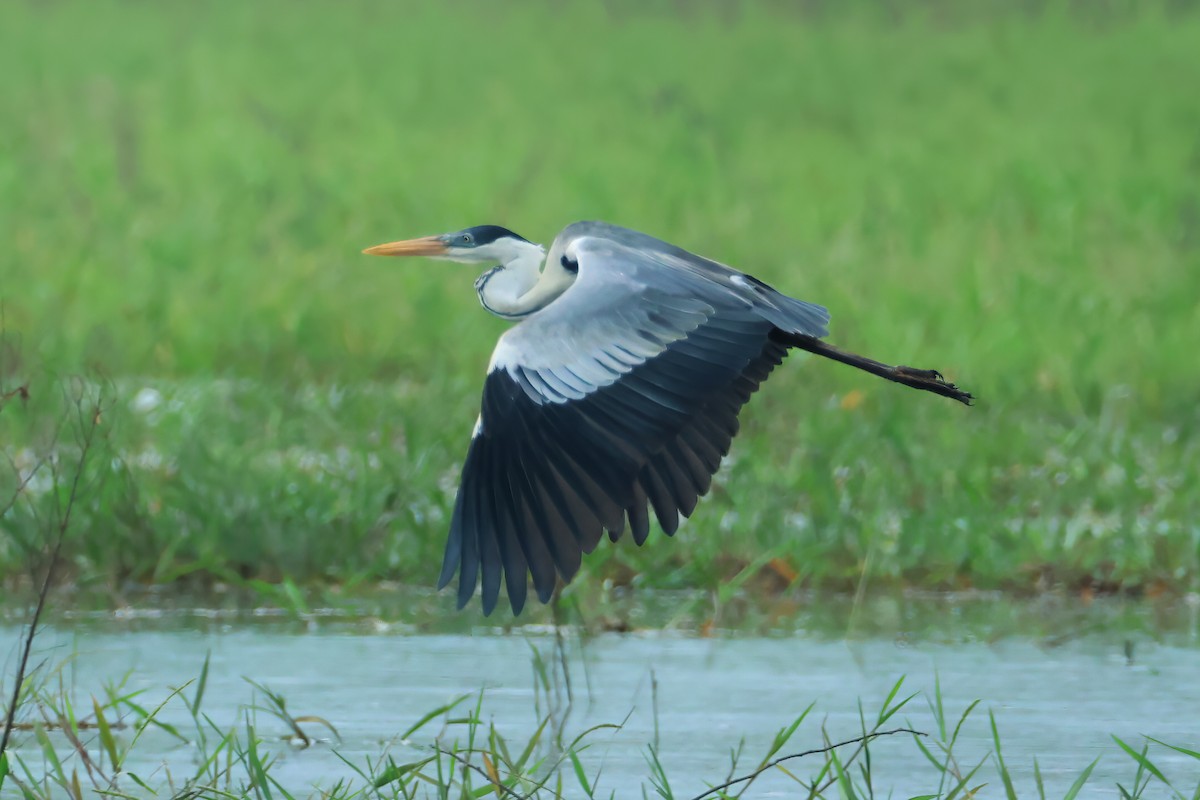 Cocoi Heron - ML641456569