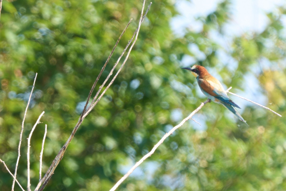 bieter - ML641456587