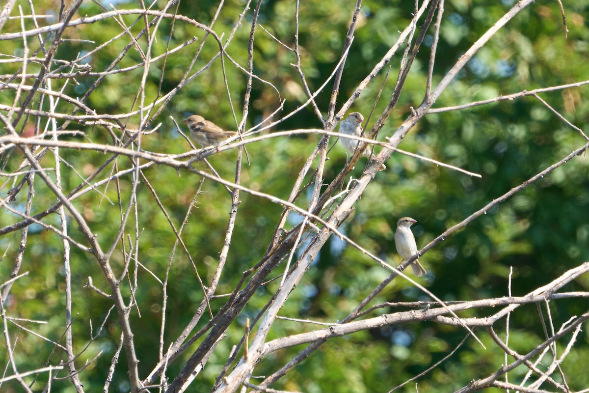 gråspurv - ML641456591