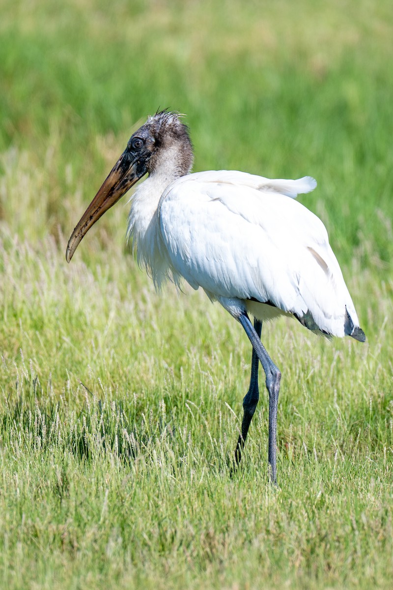 Wood Stork - ML641456599