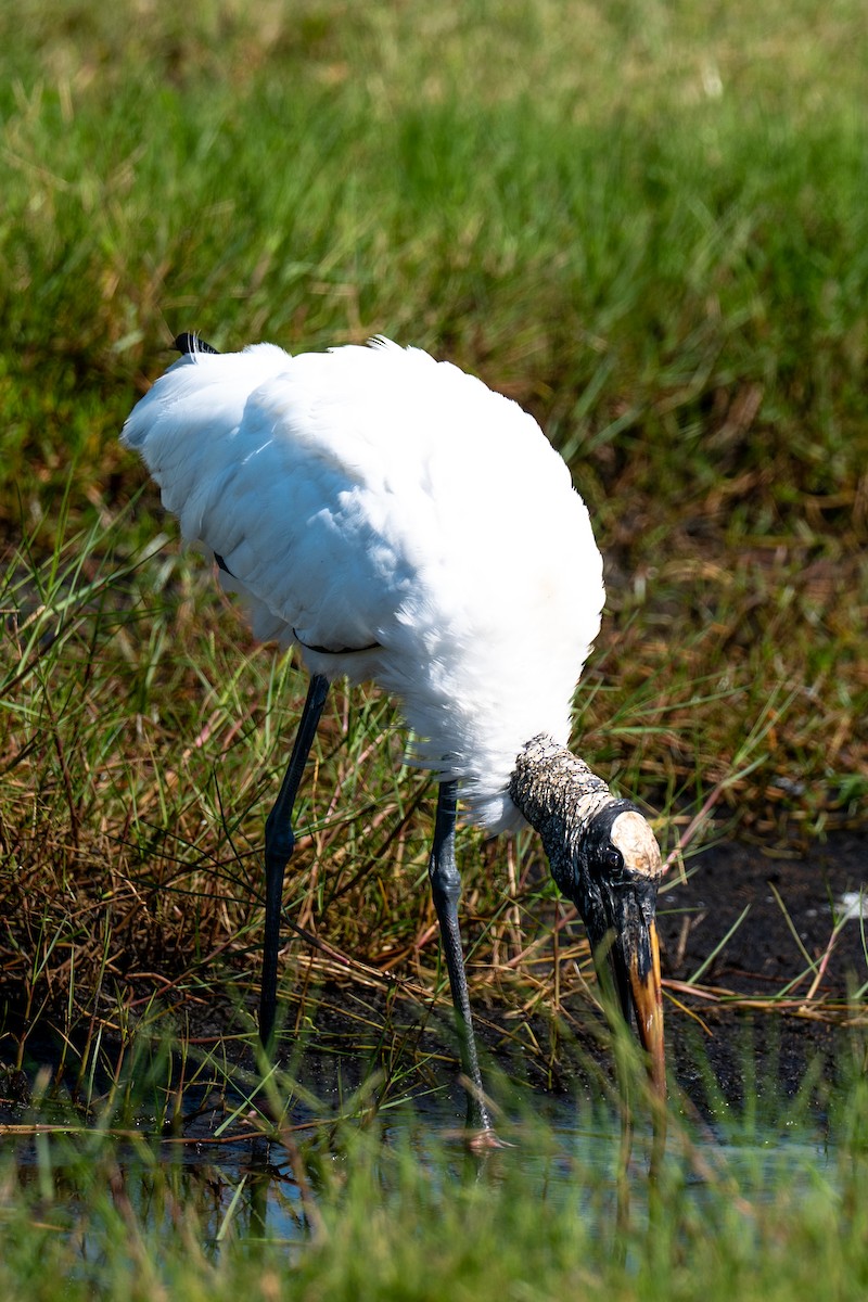 Wood Stork - ML641456600