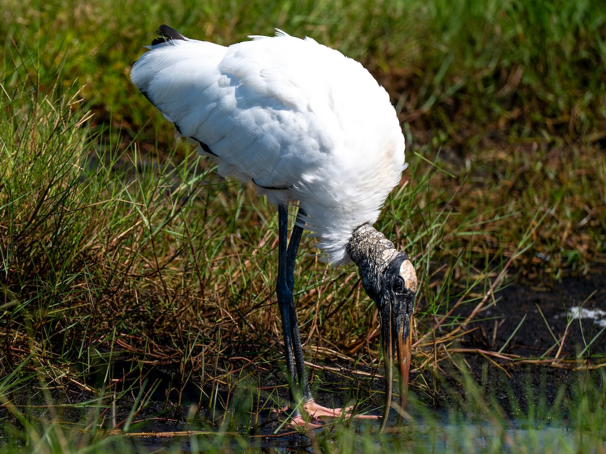 Wood Stork - ML641456602