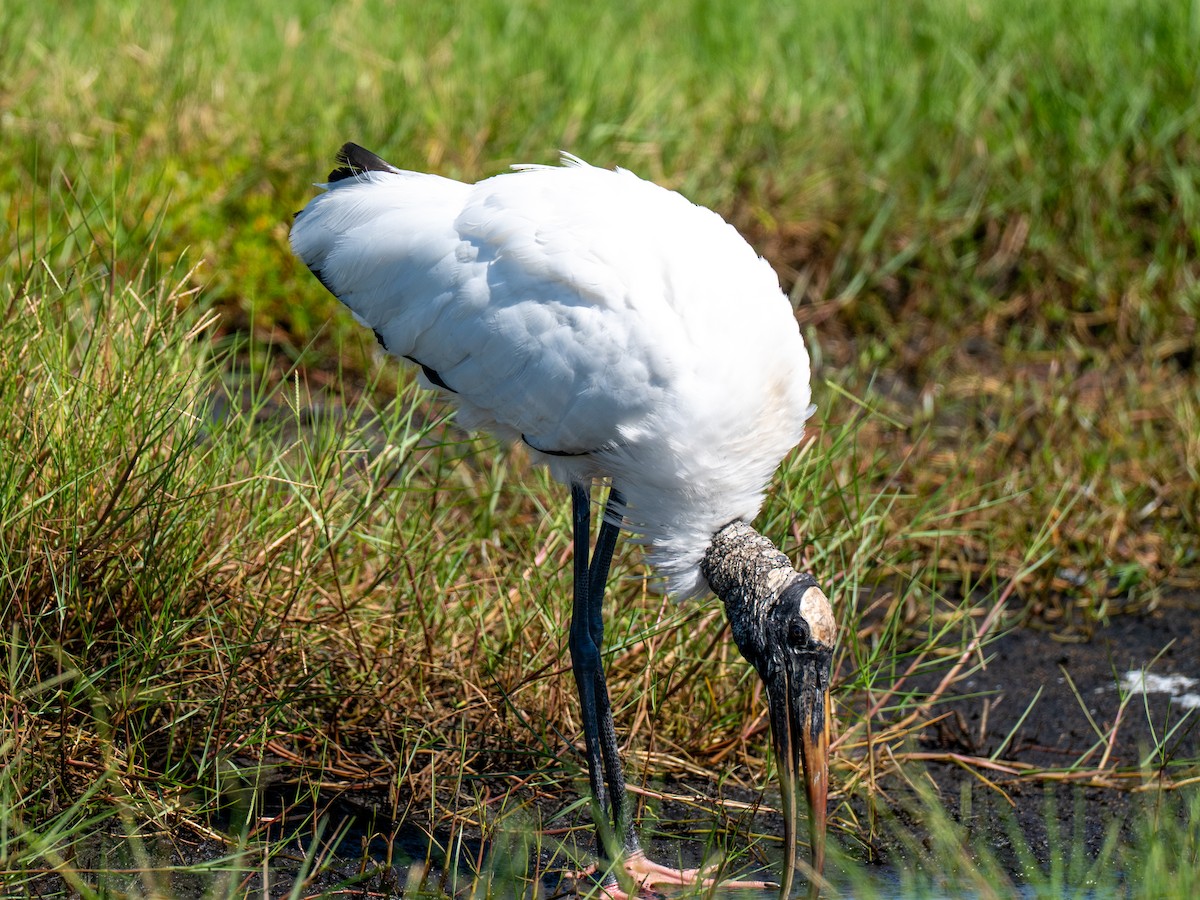 Wood Stork - ML641456604