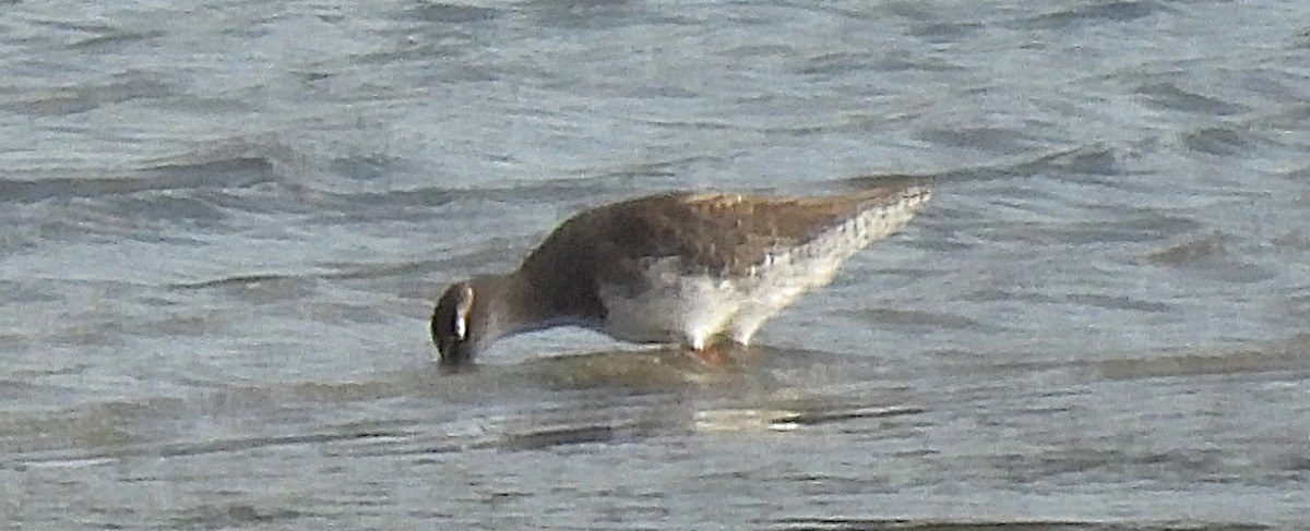 Common Redshank - ML641456608