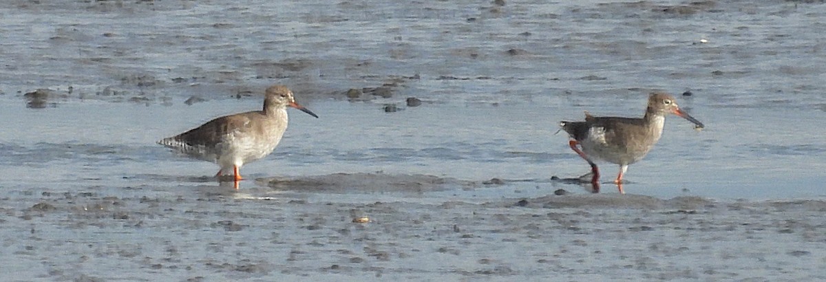 Common Redshank - ML641456621