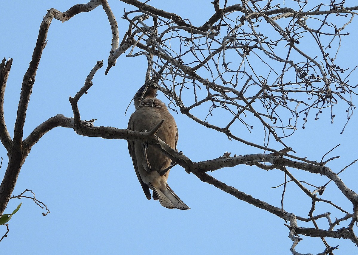 Helmeted Friarbird - ML641456663