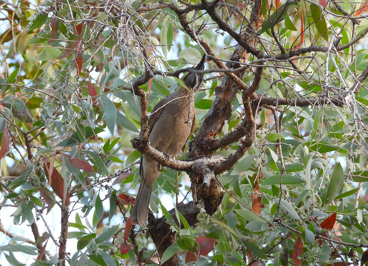 Helmeted Friarbird - ML641456665