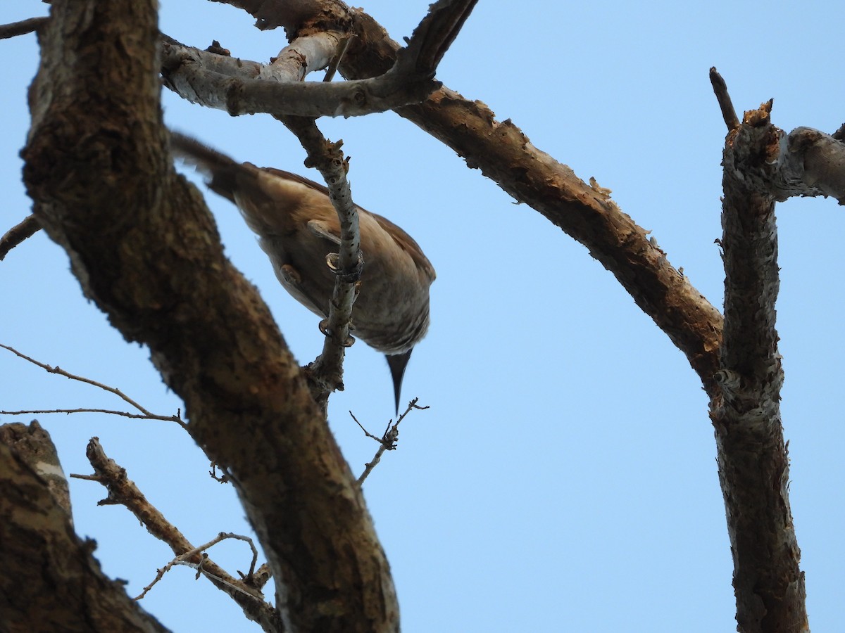Helmeted Friarbird - ML641456666
