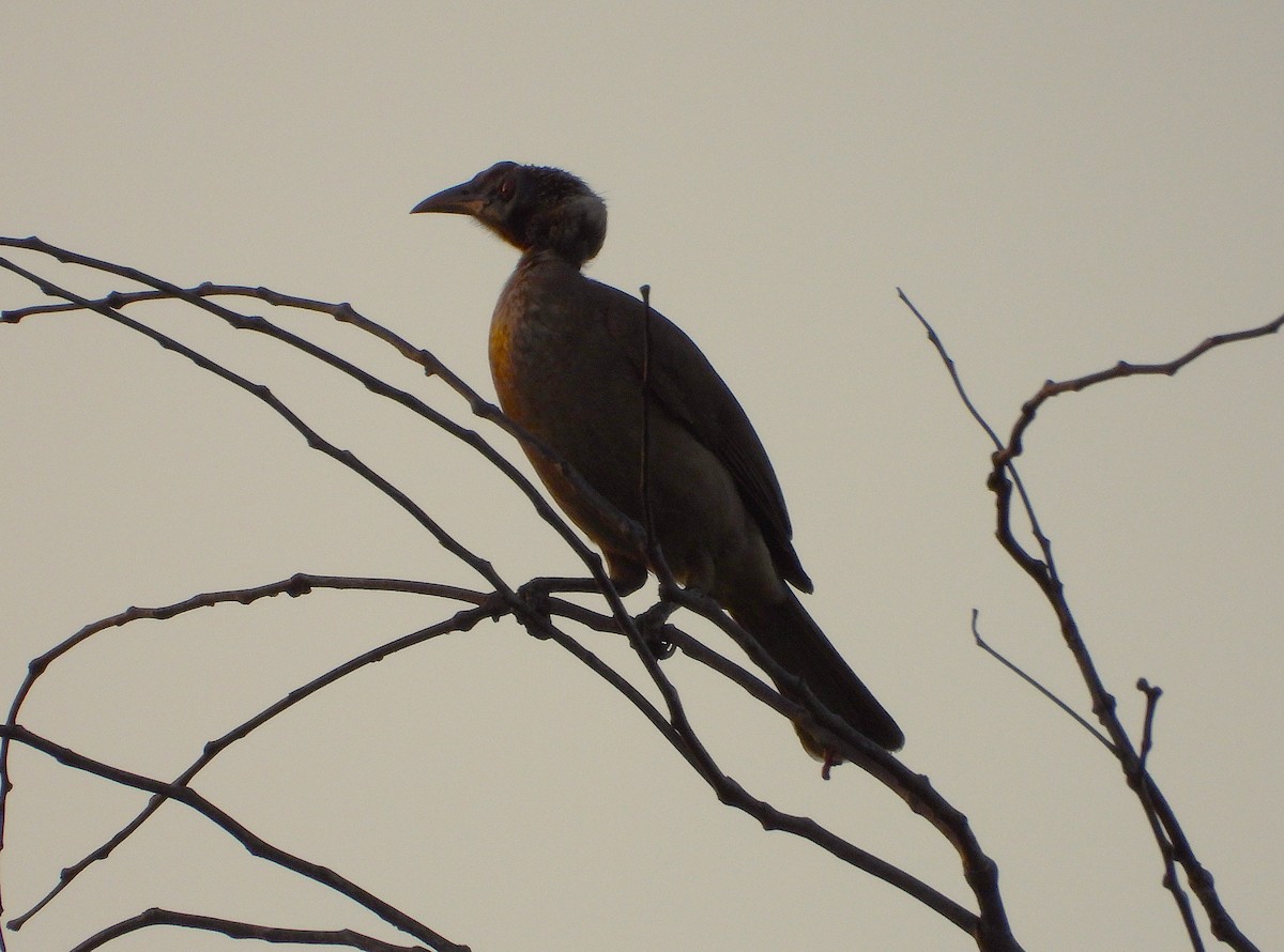 Helmeted Friarbird - ML641456692