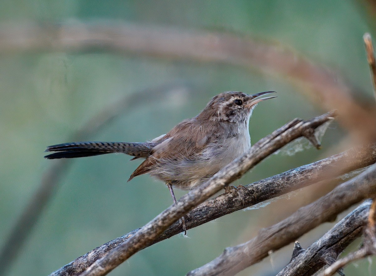 Bewick's Wren - ML641456694