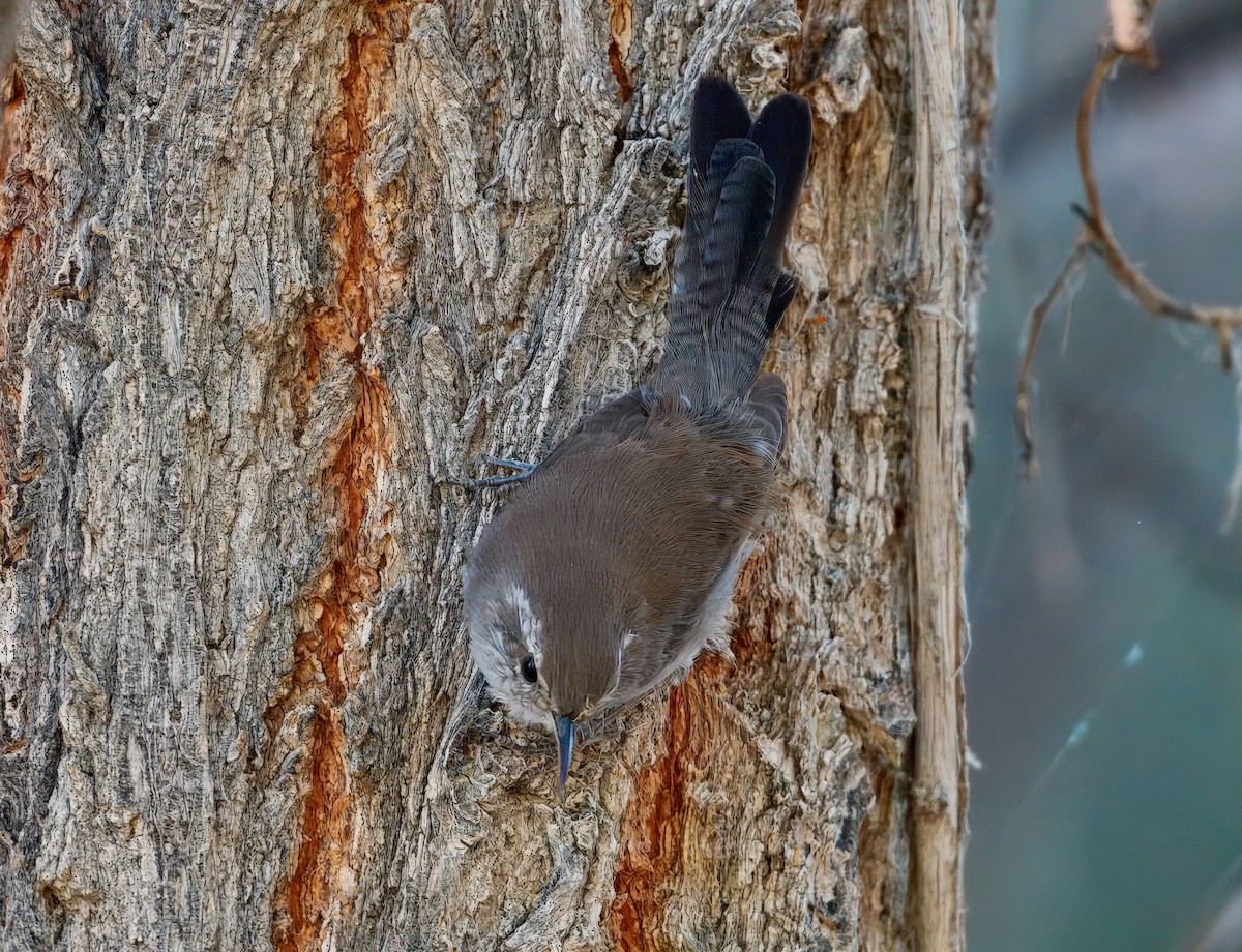 Bewick's Wren - ML641456696