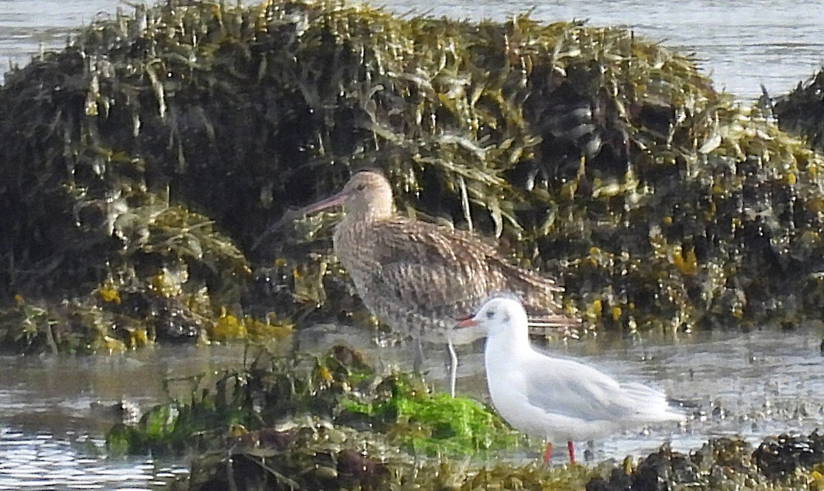 Eurasian Curlew - ML641456697