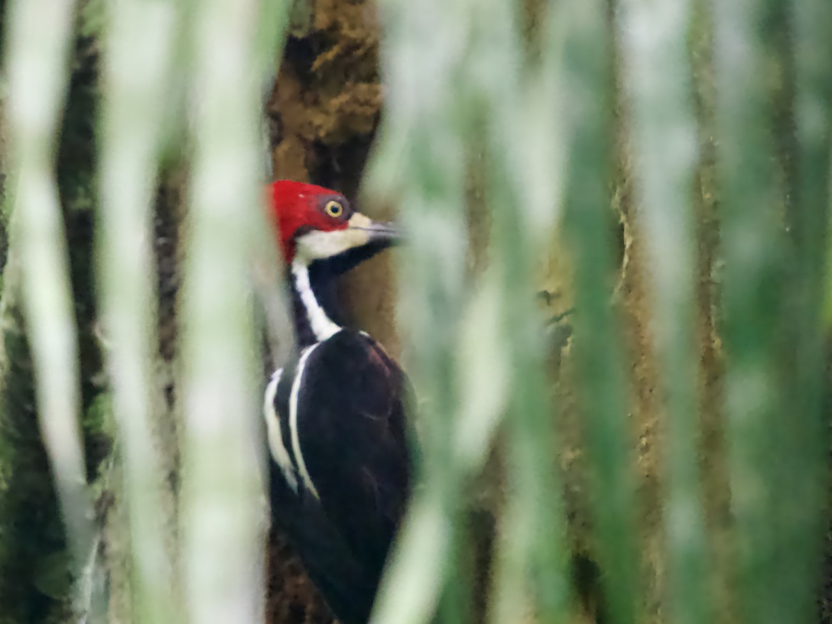Crimson-crested Woodpecker - ML641456705