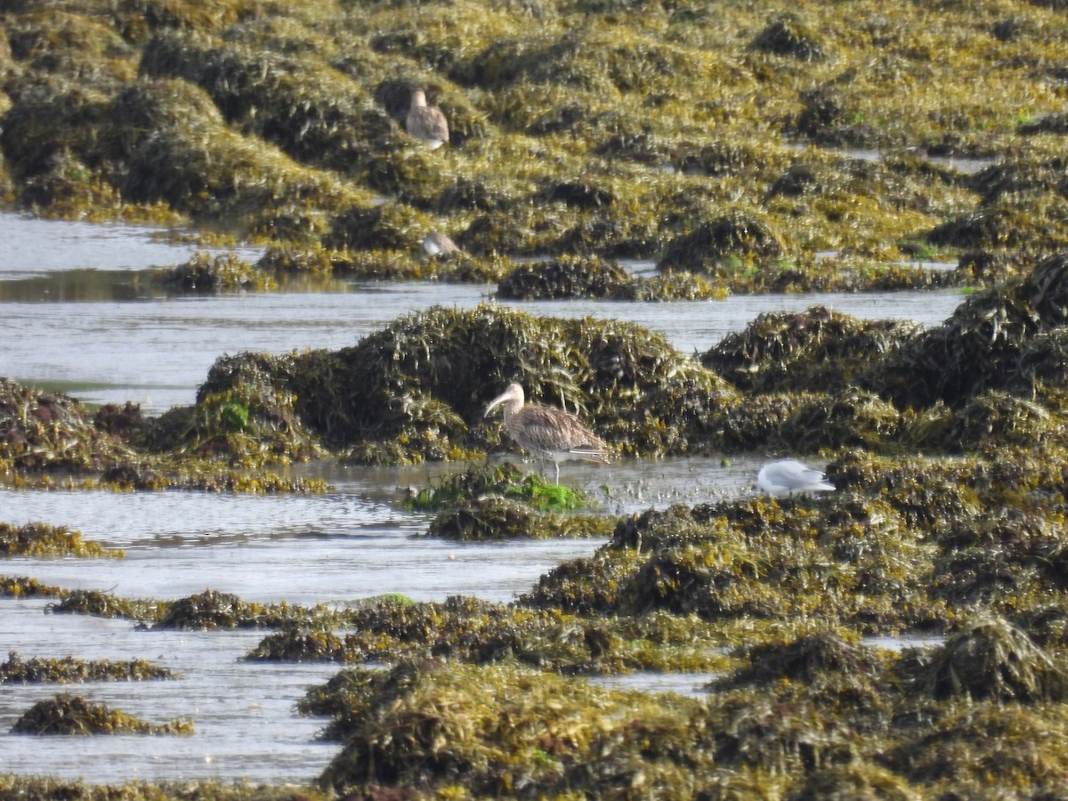 Eurasian Curlew - ML641456707