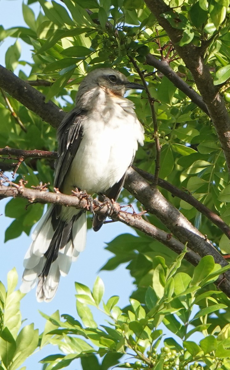 Tropical Mockingbird - ML641456717