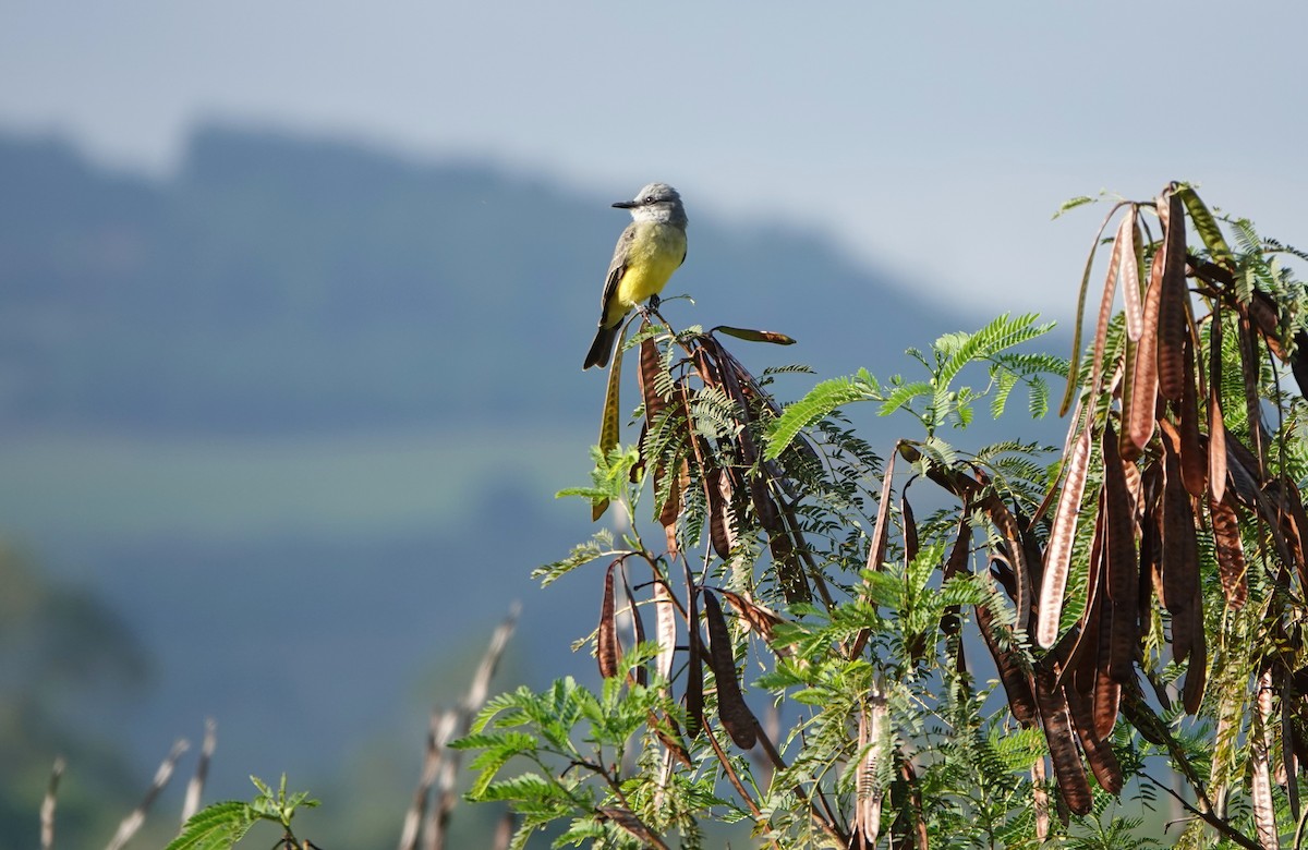 Tropical Kingbird - ML641456741