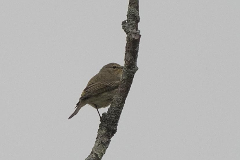 Cape May Warbler - ML641456754