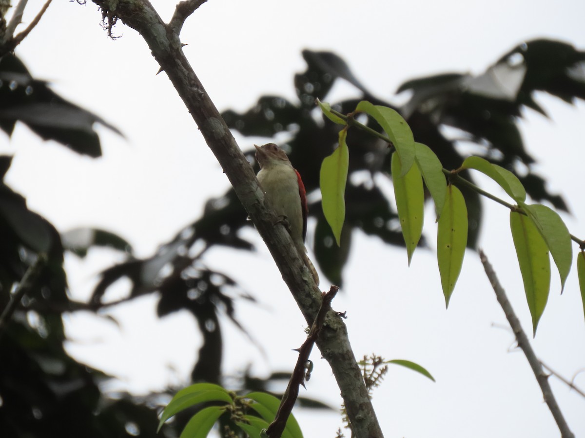 Scarlet-backed Woodpecker - ML641456787