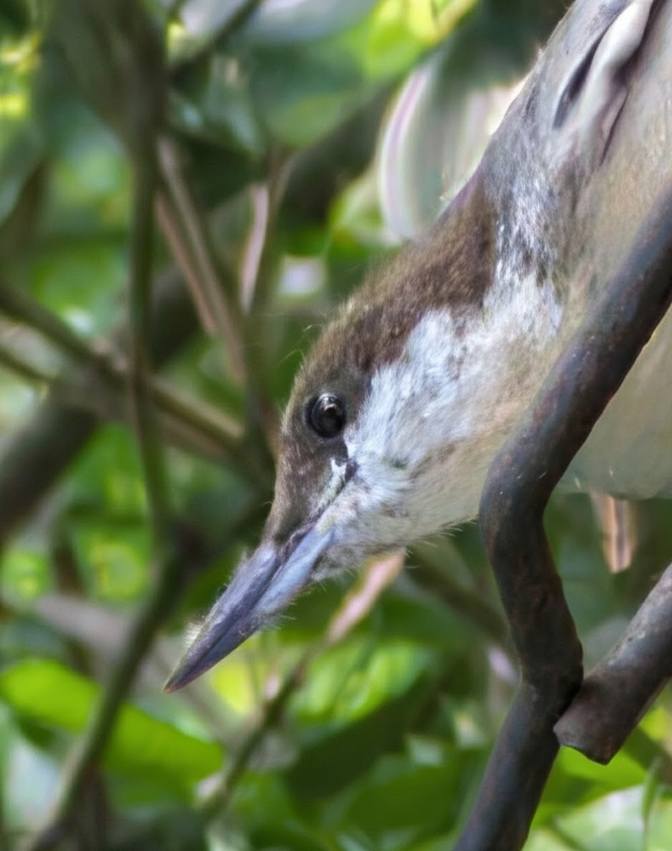 Brown-headed Nuthatch - ML641456789