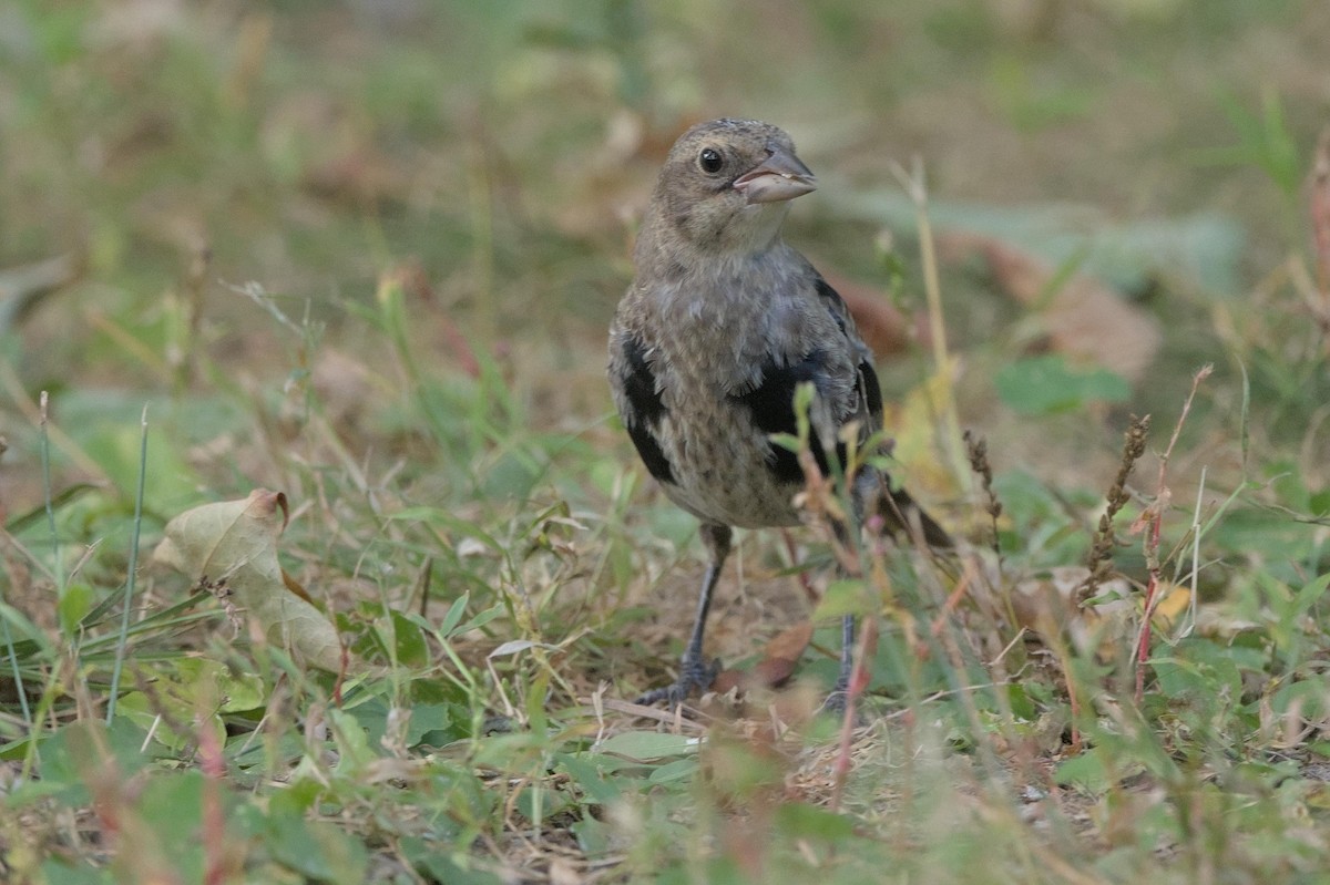 Brown-headed Cowbird - ML641456802