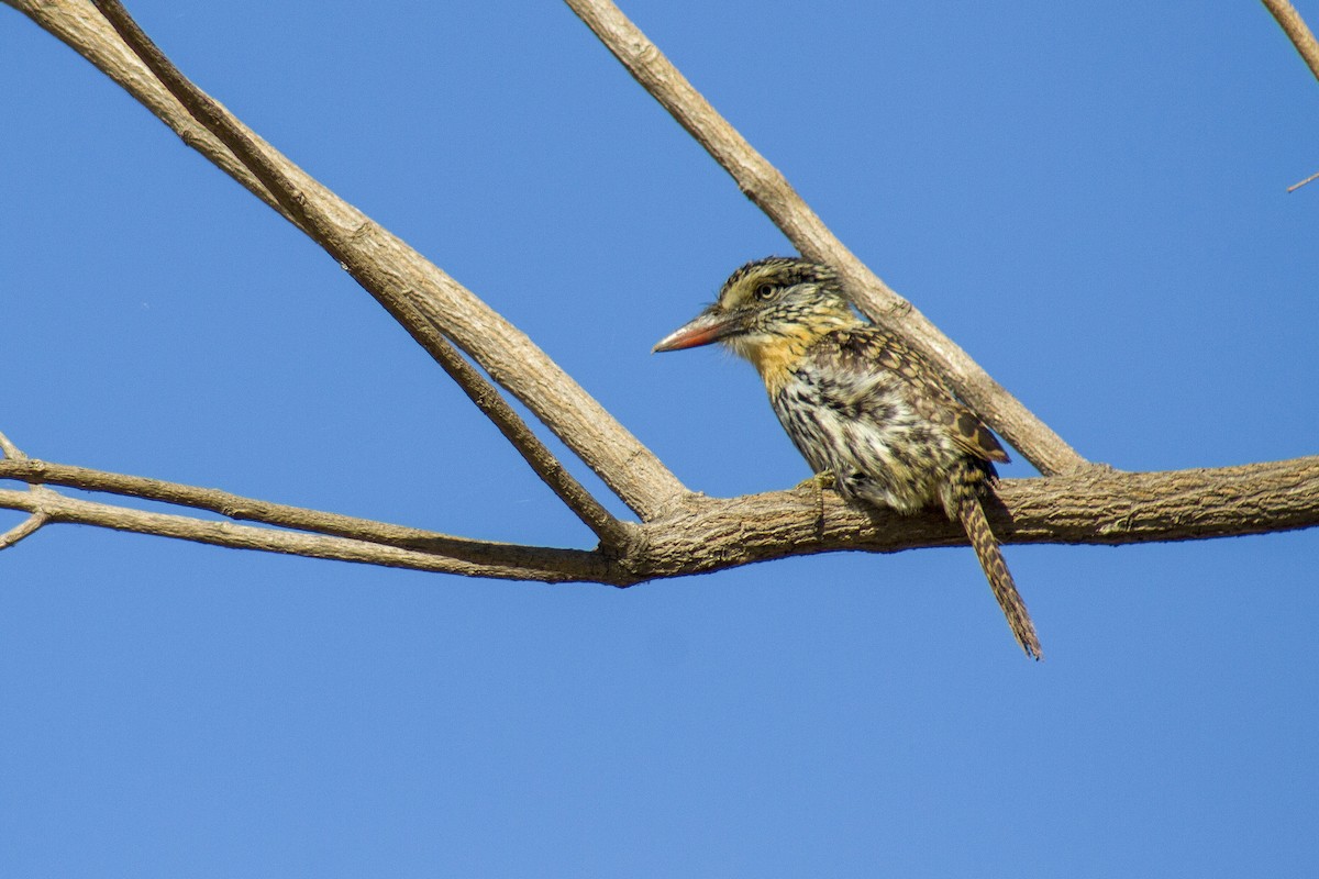 Spot-backed Puffbird - ML641456818