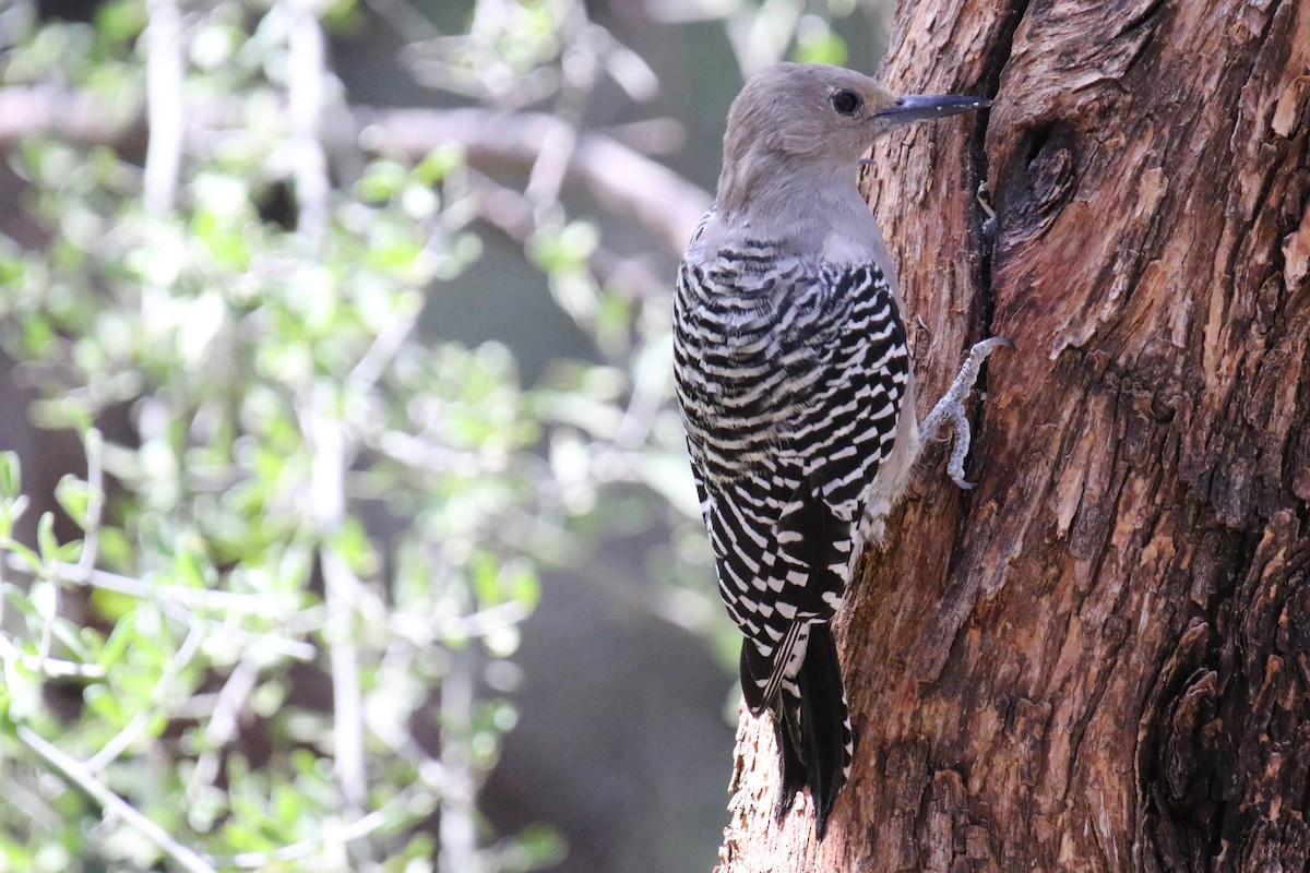 Gila Woodpecker - ML641456852