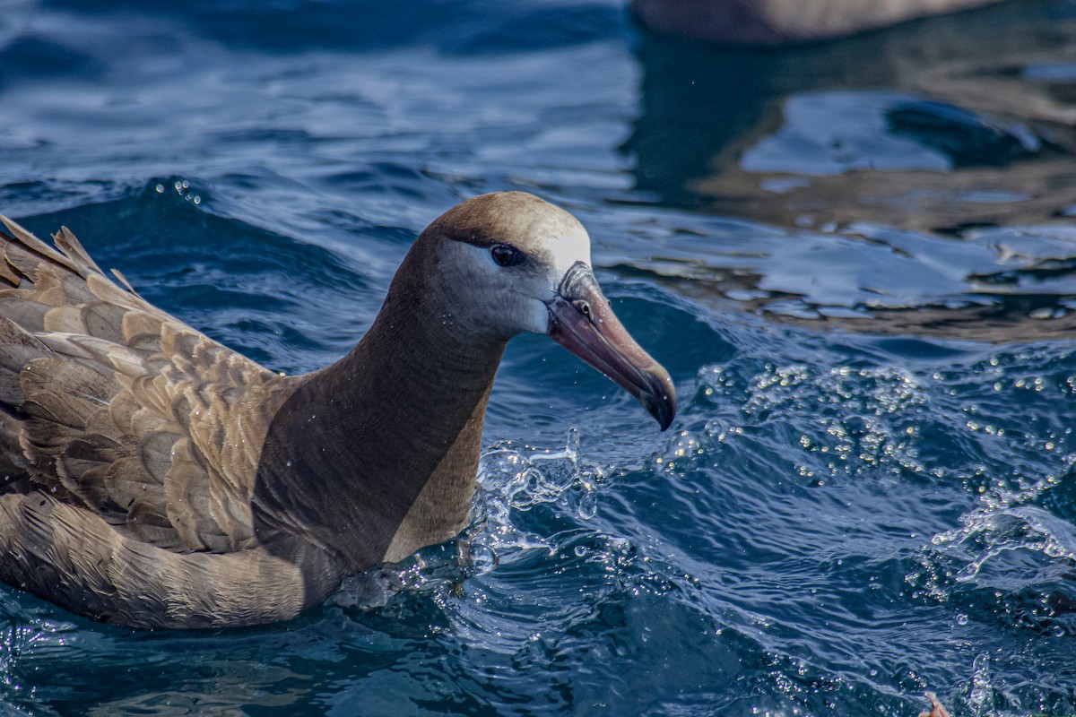 Black-footed Albatross - ML641456917