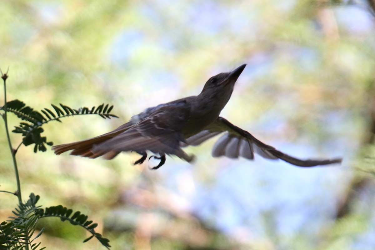 Brown-crested Flycatcher (Arizona) - ML641456921