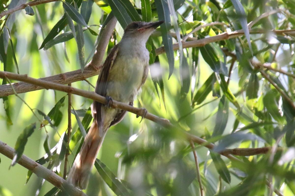 Brown-crested Flycatcher (Arizona) - ML641456923