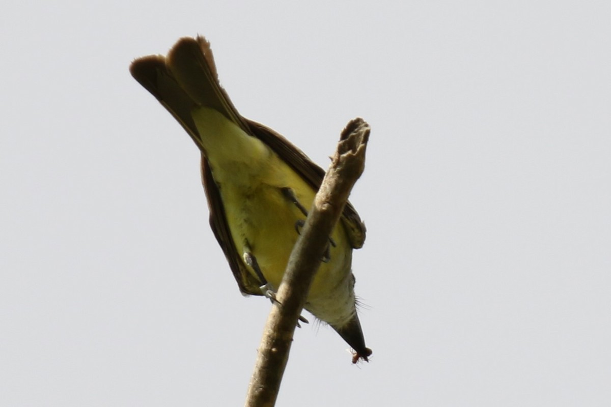 Tropical Kingbird - ML641456927