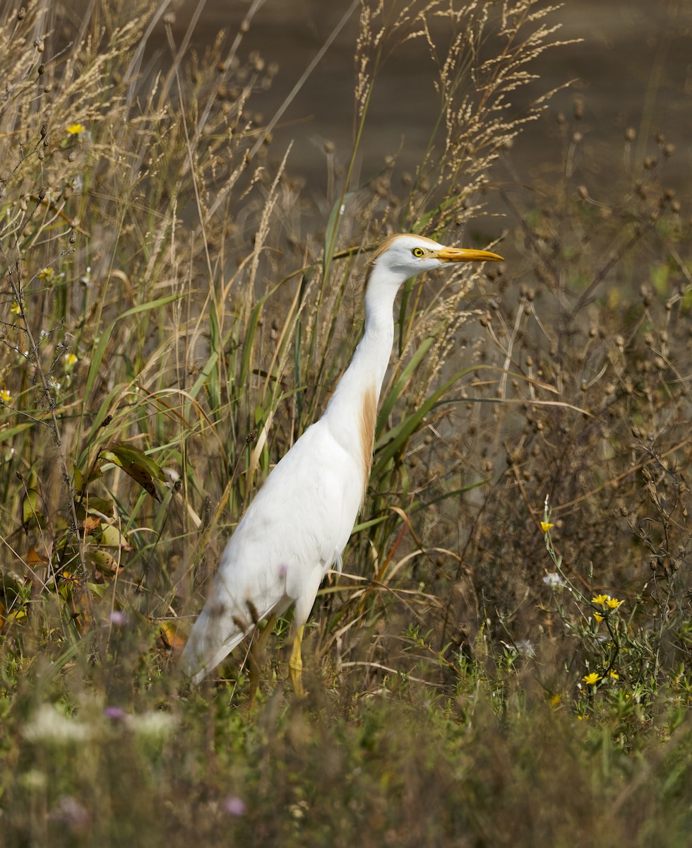 Western Cattle-Egret - ML641456968