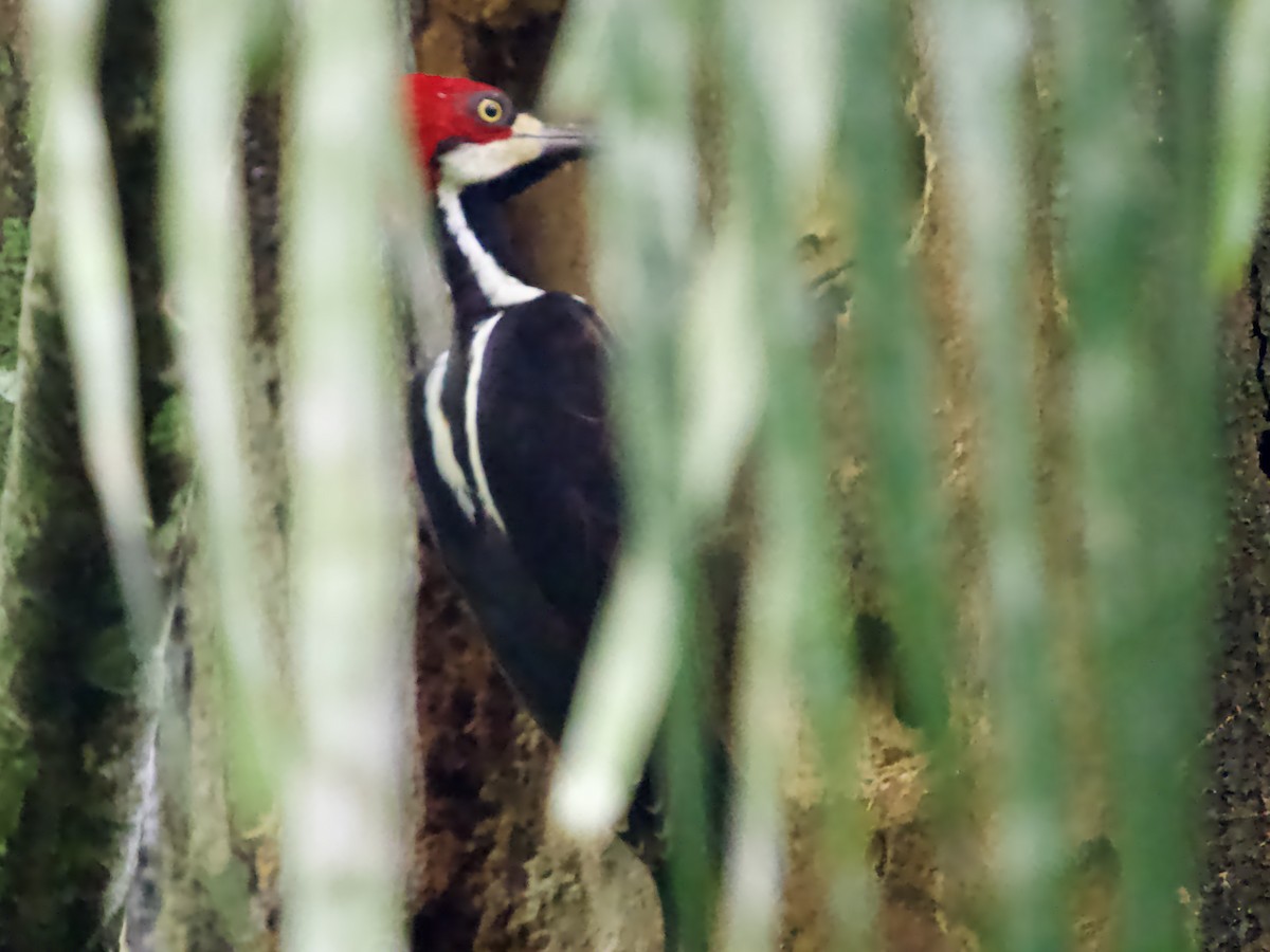 Crimson-crested Woodpecker - ML641456976