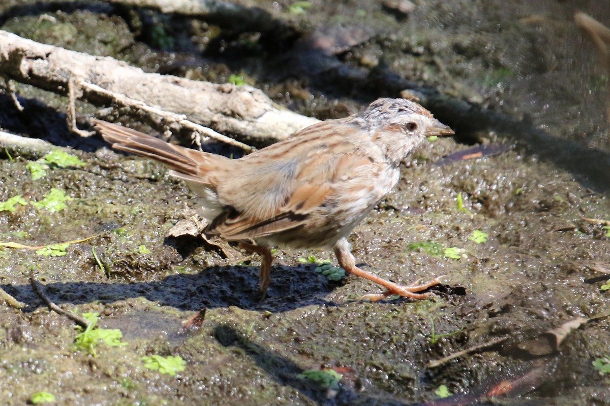 Song Sparrow (fallax Group) - ML641456978