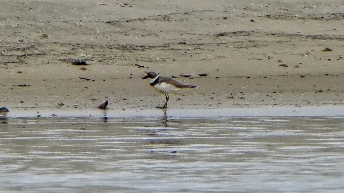 Semipalmated Plover - ML641456981