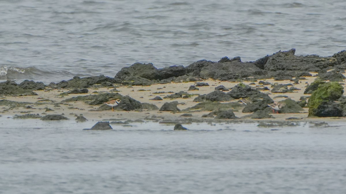 Semipalmated Plover - ML641456982