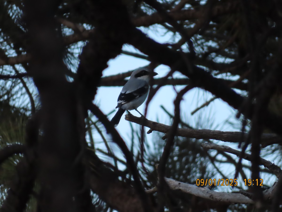 Loggerhead Shrike - ML641456983
