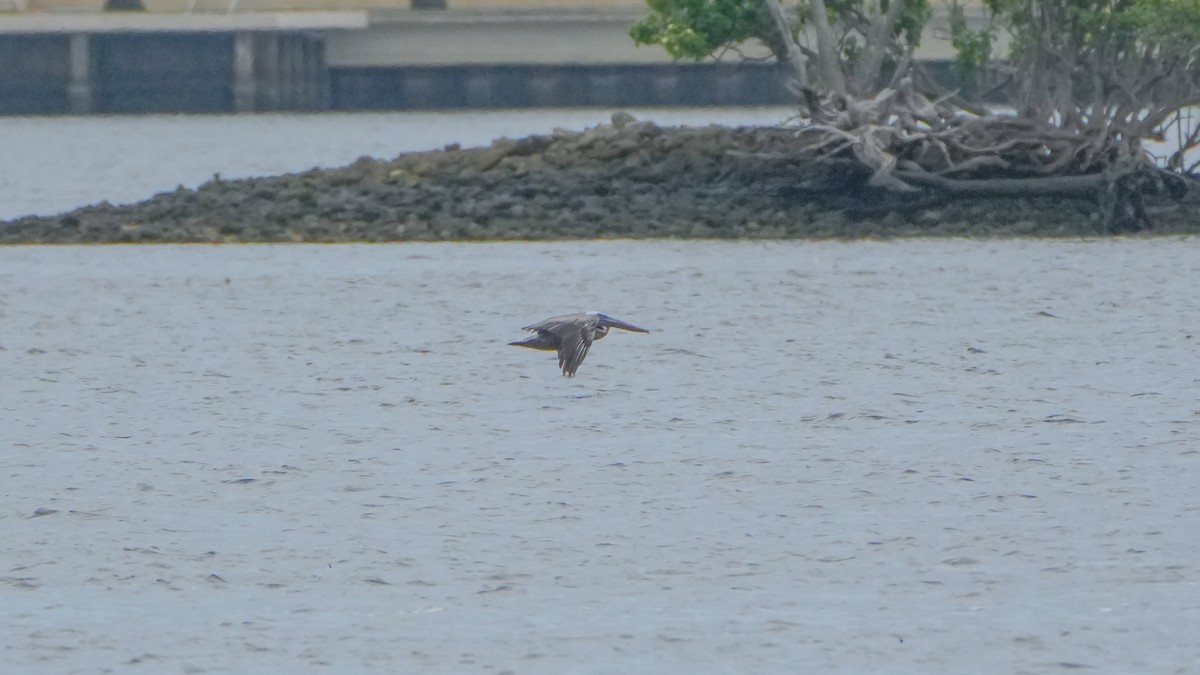 Brown Pelican - ML641457019
