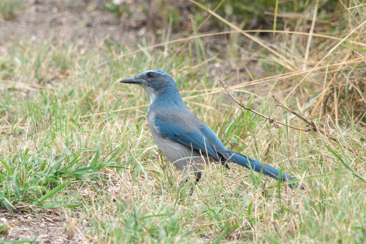 Woodhouse's Scrub-Jay - ML641457039