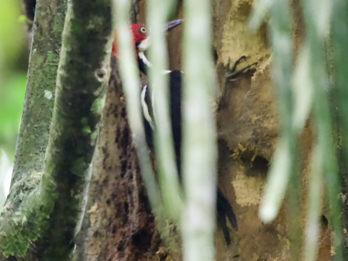 Crimson-crested Woodpecker - ML641457054
