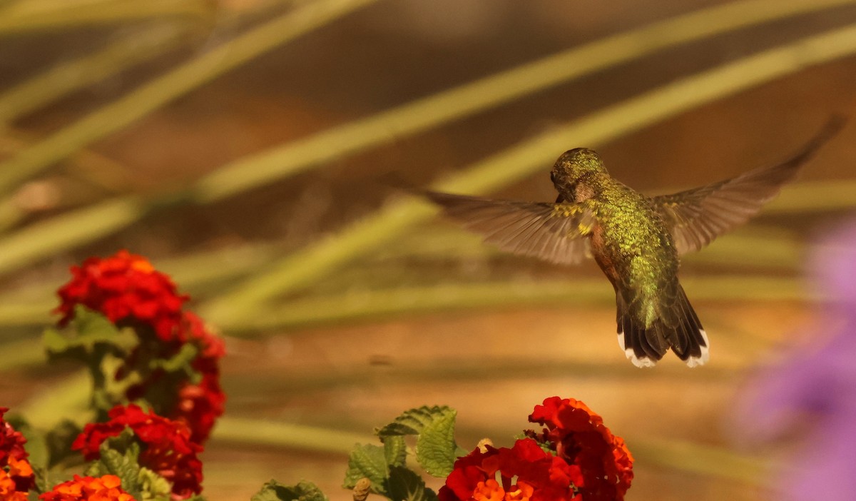 Rufous Hummingbird - ML641457086