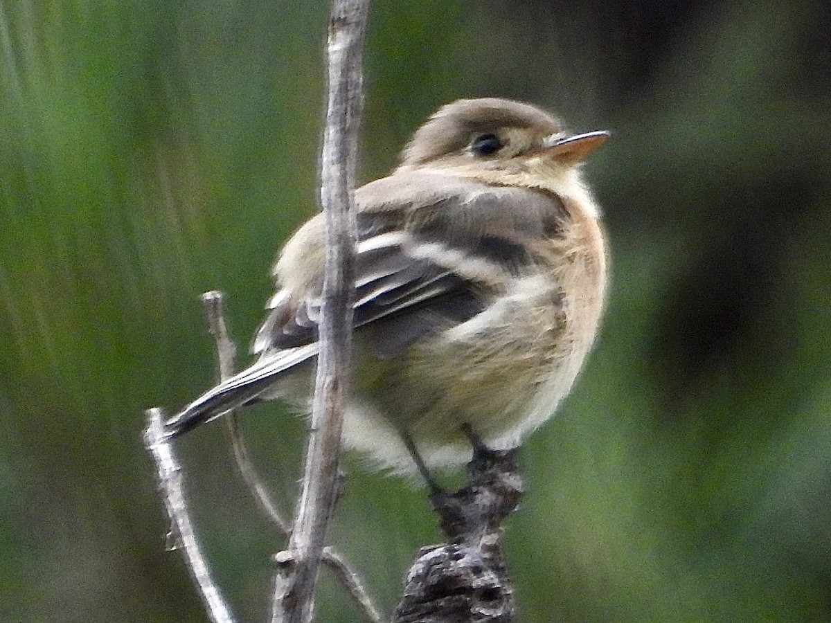Buff-breasted Flycatcher - ML641457120