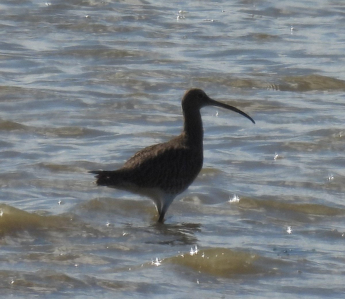 Eurasian Curlew - ML641457150